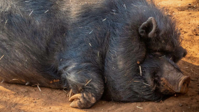 Self-Nudging: Dem inneren Schweinehund auf die Sprünge helfen